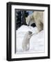 Polar Bear with a Cub, (Ursus Maritimus), Churchill, Manitoba, Canada-Thorsten Milse-Framed Photographic Print