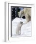 Polar Bear with a Cub, (Ursus Maritimus), Churchill, Manitoba, Canada-Thorsten Milse-Framed Photographic Print