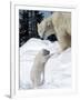 Polar Bear with a Cub, (Ursus Maritimus), Churchill, Manitoba, Canada-Thorsten Milse-Framed Photographic Print