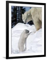 Polar Bear with a Cub, (Ursus Maritimus), Churchill, Manitoba, Canada-Thorsten Milse-Framed Photographic Print