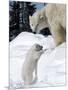 Polar Bear with a Cub, (Ursus Maritimus), Churchill, Manitoba, Canada-Thorsten Milse-Mounted Photographic Print