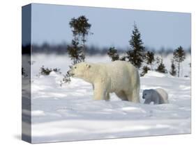 Polar Bear with a Cub, (Ursus Maritimus), Churchill, Manitoba, Canada-Thorsten Milse-Stretched Canvas