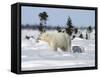 Polar Bear with a Cub, (Ursus Maritimus), Churchill, Manitoba, Canada-Thorsten Milse-Framed Stretched Canvas