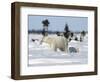 Polar Bear with a Cub, (Ursus Maritimus), Churchill, Manitoba, Canada-Thorsten Milse-Framed Photographic Print