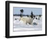 Polar Bear with a Cub, (Ursus Maritimus), Churchill, Manitoba, Canada-Thorsten Milse-Framed Photographic Print