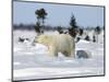 Polar Bear with a Cub, (Ursus Maritimus), Churchill, Manitoba, Canada-Thorsten Milse-Mounted Photographic Print