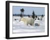 Polar Bear with a Cub, (Ursus Maritimus), Churchill, Manitoba, Canada-Thorsten Milse-Framed Photographic Print