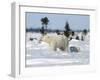 Polar Bear with a Cub, (Ursus Maritimus), Churchill, Manitoba, Canada-Thorsten Milse-Framed Photographic Print