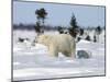 Polar Bear with a Cub, (Ursus Maritimus), Churchill, Manitoba, Canada-Thorsten Milse-Mounted Photographic Print