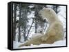 Polar Bear with Baby on Lap, in Snow-null-Framed Stretched Canvas