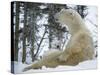 Polar Bear with Baby on Lap, in Snow-null-Stretched Canvas