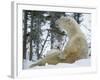 Polar Bear with Baby on Lap, in Snow-null-Framed Photographic Print