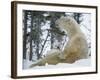 Polar Bear with Baby on Lap, in Snow-null-Framed Photographic Print