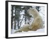 Polar Bear with Baby on Lap, in Snow-null-Framed Photographic Print