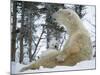 Polar Bear with Baby on Lap, in Snow-null-Mounted Photographic Print