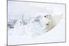 Polar bear with cub, resting in deep snow, Churchill, Canada-Danny Green-Mounted Photographic Print