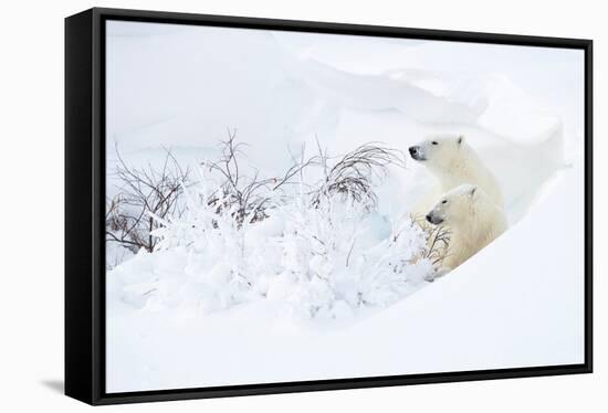 Polar bear with cub, resting in deep snow, Churchill, Canada-Danny Green-Framed Stretched Canvas