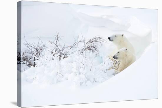 Polar bear with cub, resting in deep snow, Churchill, Canada-Danny Green-Stretched Canvas