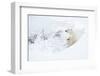 Polar bear with cub, resting in deep snow, Churchill, Canada-Danny Green-Framed Photographic Print