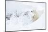 Polar bear with cub, resting in deep snow, Churchill, Canada-Danny Green-Mounted Photographic Print