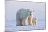 Polar bear with cub standing on ice, Svalbard, Norway-Danny Green-Mounted Photographic Print