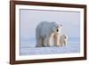 Polar bear with cub standing on ice, Svalbard, Norway-Danny Green-Framed Photographic Print