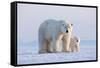 Polar bear with cub standing on ice, Svalbard, Norway-Danny Green-Framed Stretched Canvas