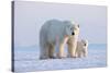 Polar bear with cub standing on ice, Svalbard, Norway-Danny Green-Stretched Canvas