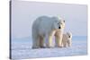 Polar bear with cub standing on ice, Svalbard, Norway-Danny Green-Stretched Canvas