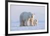 Polar bear with cub standing on ice, Svalbard, Norway-Danny Green-Framed Photographic Print