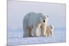 Polar bear with cub standing on ice, Svalbard, Norway-Danny Green-Mounted Photographic Print