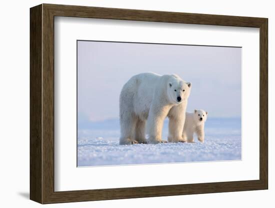 Polar bear with cub standing on ice, Svalbard, Norway-Danny Green-Framed Photographic Print