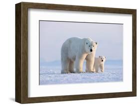 Polar bear with cub standing on ice, Svalbard, Norway-Danny Green-Framed Photographic Print