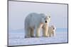 Polar bear with cub standing on ice, Svalbard, Norway-Danny Green-Mounted Photographic Print