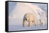 Polar bear with cub walking across ice, Svalbard, Norway-Danny Green-Framed Stretched Canvas