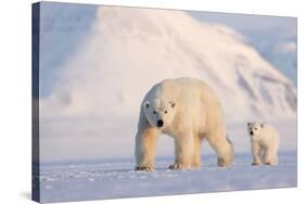 Polar bear with cub walking across ice, Svalbard, Norway-Danny Green-Stretched Canvas