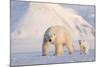 Polar bear with cub walking across ice, Svalbard, Norway-Danny Green-Mounted Photographic Print