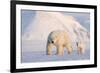 Polar bear with cub walking across ice, Svalbard, Norway-Danny Green-Framed Photographic Print