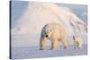 Polar bear with cub walking across ice, Svalbard, Norway-Danny Green-Stretched Canvas