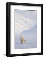 Polar bear with cub walking with mountains in background-Danny Green-Framed Photographic Print