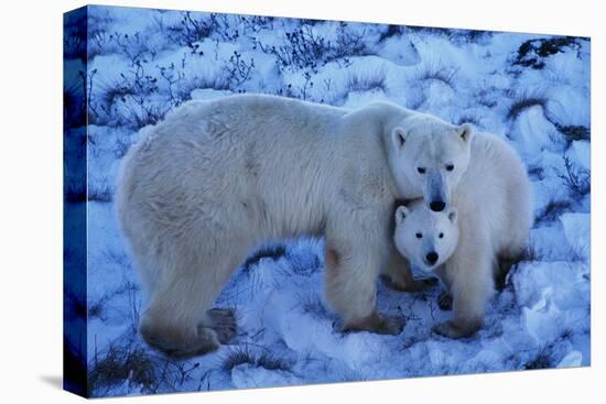 Polar Bear with Cub-Darrell Gulin-Stretched Canvas