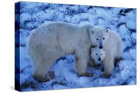 Polar Bear with Cub-Darrell Gulin-Stretched Canvas