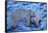 Polar Bear with Cub-Darrell Gulin-Framed Stretched Canvas