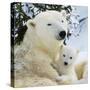 Polar Bear with Cub-null-Stretched Canvas