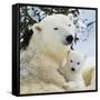 Polar Bear with Cub-null-Framed Stretched Canvas