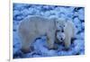 Polar Bear with Cub-Darrell Gulin-Framed Photographic Print