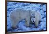 Polar Bear with Cub-Darrell Gulin-Framed Photographic Print