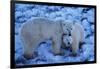 Polar Bear with Cub-Darrell Gulin-Framed Photographic Print