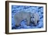 Polar Bear with Cub-Darrell Gulin-Framed Photographic Print