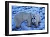 Polar Bear with Cub-Darrell Gulin-Framed Photographic Print